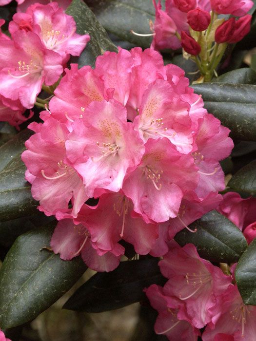 Rhododendron yakushimanum 'Marlis'