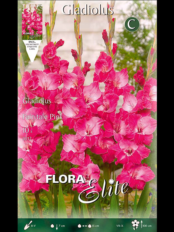 Großblumige Gladiole 'Fairytale Pink', Gladiolus (Art.Nr. 521260)