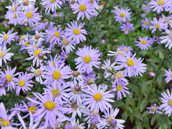 Aster amellus 'Dr. Otto Petschek', Bergaster, Amellusaster