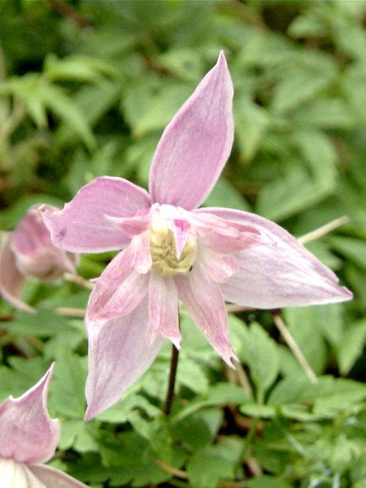 Zierliche rosarote Blüte der Clematis 'Markhams Pink'