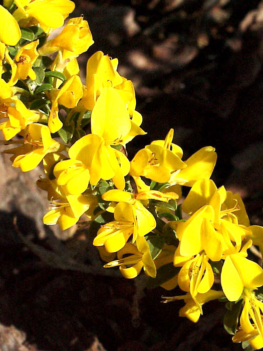 Cytisus decumbens, Zwergginster, Kissenginster, Kriechginster