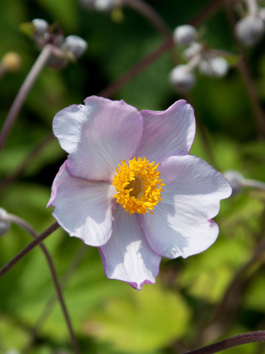 Einzelblüte der Herbstanemone 