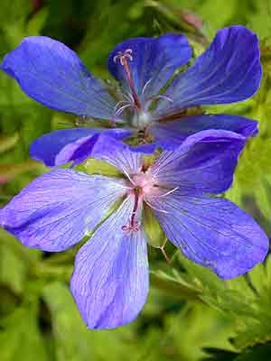 Die Blüte des Wiesenstorchschnabels 'Johnson's Blue'