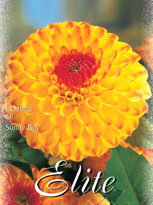 Ball-Dahlie 'Sunny Boy', Dahlia (Art.Nr. 520496)