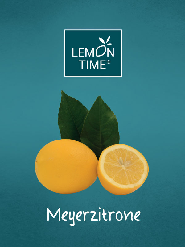 Zitronenbaum 'Meyerzitrone' - Lemon Time®