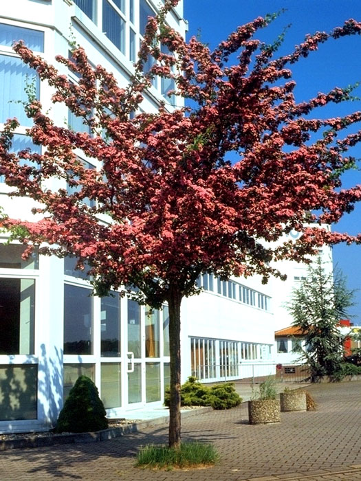 Der Rotdorn als Solitärbaum