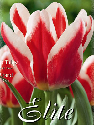 Fosteriana Tulpe 'Pirand' (Art.Nr. 595720)