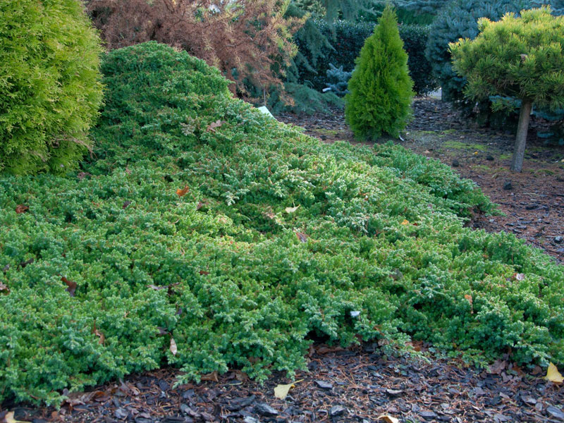 Juniperus procumbens 'Nana', Niedriger Zwerg-Wacholder