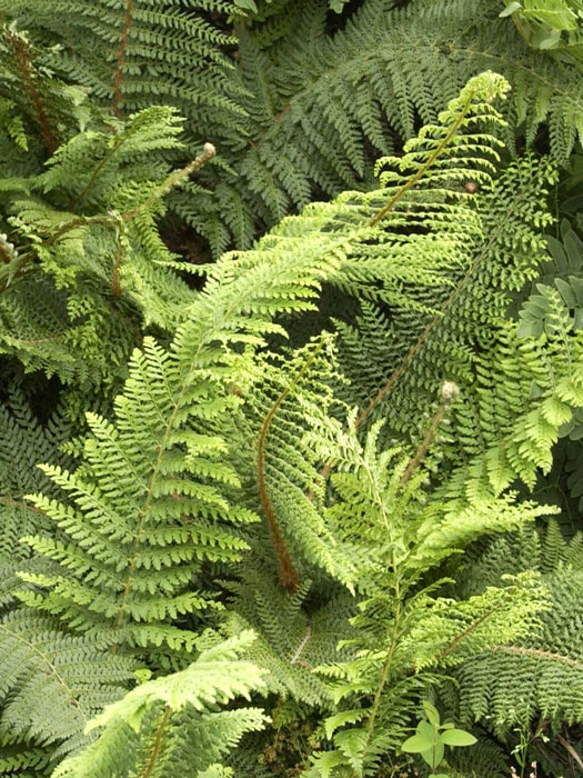 Polystichum setiferum, Weicher Schildfarn, Filigranfarn