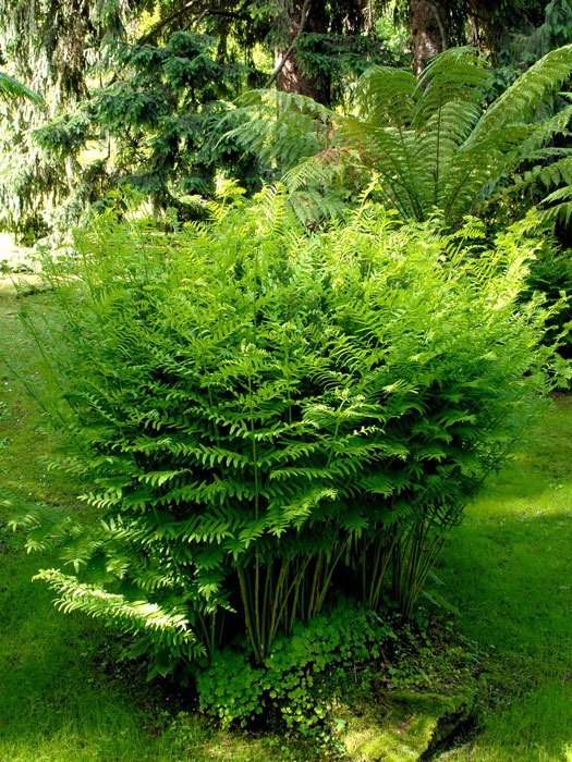 Osmunda regalis, Königsfarn