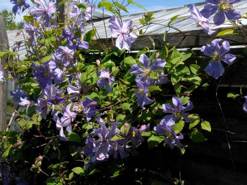 Clematis 'Prince Charles'