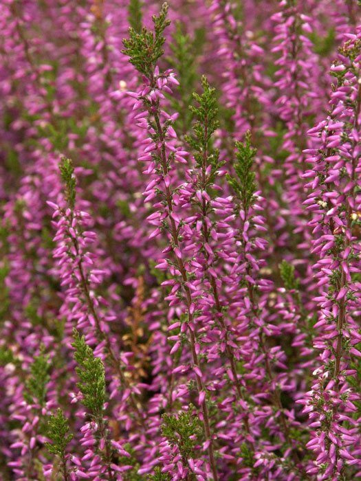 Die Blüte der Besenheide 'Marlies'