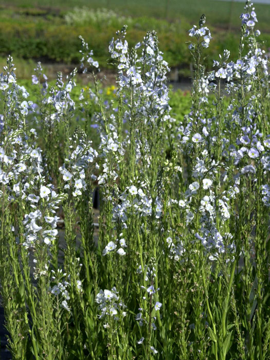 Veronica gentianoides, Enzian-Ehrenpreis