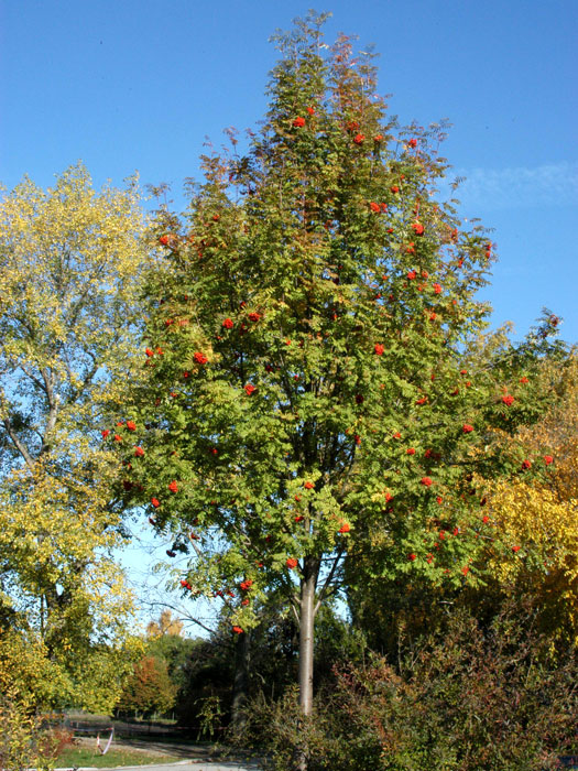 Sorbus aucuparia, Eberesche, Vogelbeere