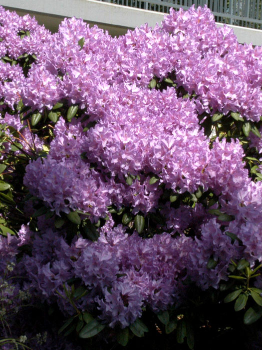 Rhododendron 'Catawbiense Grandiflorum'