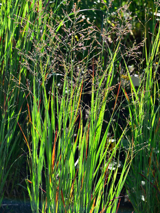 Panicum virgatum 'Heiliger Hain', Garten-Ruten-Hirse, Zier-Hirse