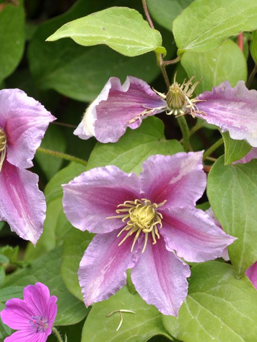 Blüten der Clematis 'Piilu'