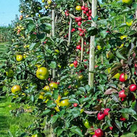 Obst, Beeren, Nüsse