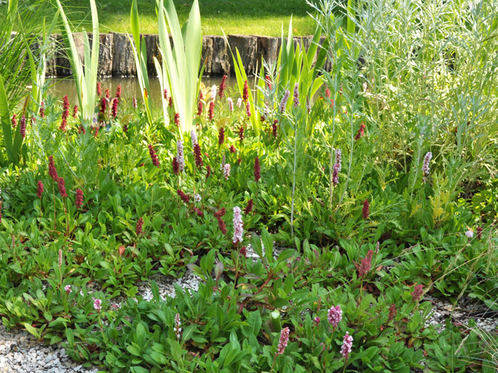 Bistorta (syn. Polygonum) affine 'Darjeeling Red' (syn. auch Persicaria), roter Teppich-Knöterich, Wiesenknöterich