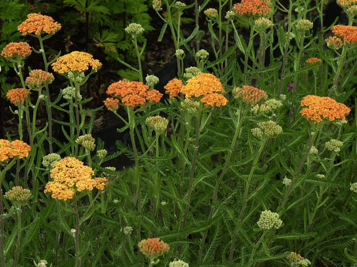 Achillea millefolium 'Terracotta' (M), Schafgarbe