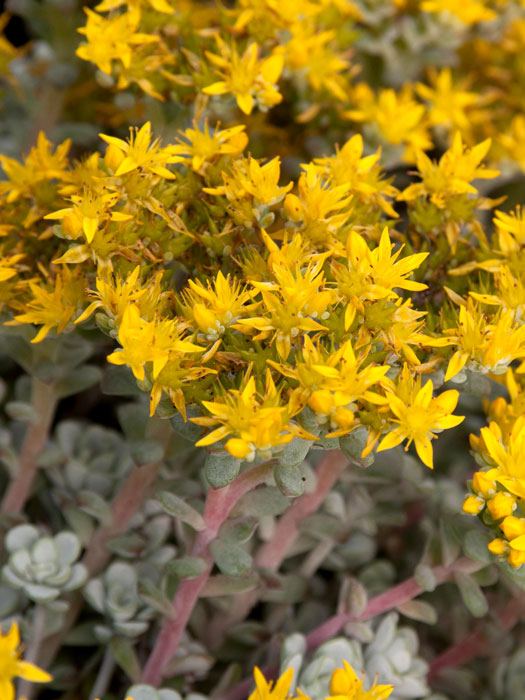 Sedum spathulifolium 'Cape Blanco', Silberspatel-Fettblatt, spatelblättriges Garten-Fettblatt