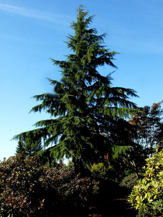 Solitärbaum Kanadische Hemlockstanne