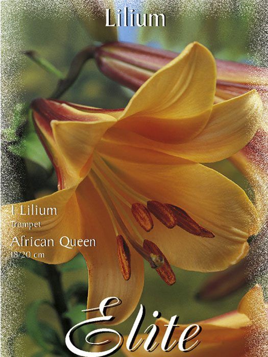 Trompeten-Lilien-Hybride 'African Queen', Lilium (Art.Nr. 521740)