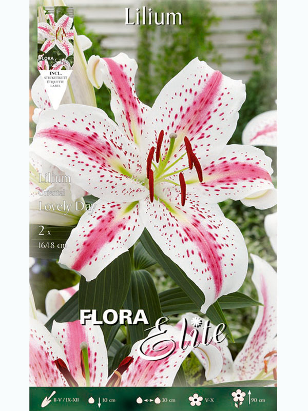 Orientalische Lilien-Hybride 'Lovely Day', Lilium (Art.Nr. 5217224)