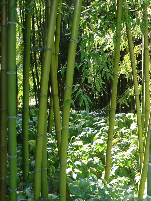 Phyllostachys decora, 'Schöner' Bambus, Pracht-Bambus