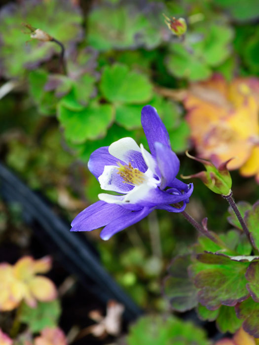 Aquilegia caerulea 'Blue Star', Blaue, nordamerikanische Akelei