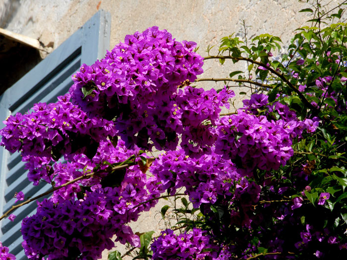 Bougainvillea 'Glabra Sanderiana', lila-blättrige Bougainvillea