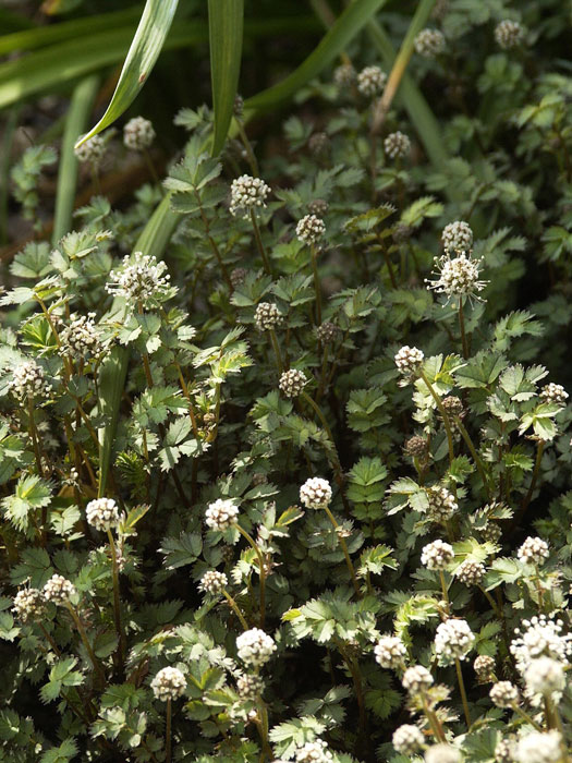 Blüte und Blatt des Stachelnüsschens