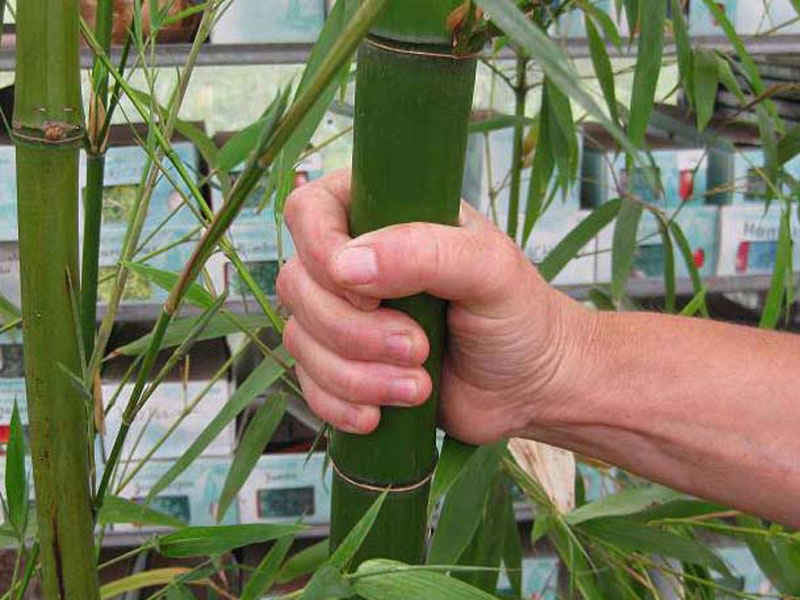 Phyllostachys vivax 'Mc Clure', Großer Elegant-Bambus