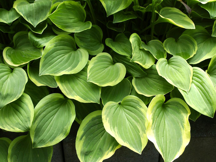 Hosta nakaiana 'Golden Tiara' (M), Kleine Goldrand-Funkie, Herzblatt-Lilie