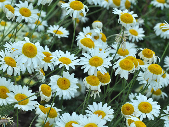 Anthemis tinctoria 'Sauce Hollandaise', helle Färberkamille,