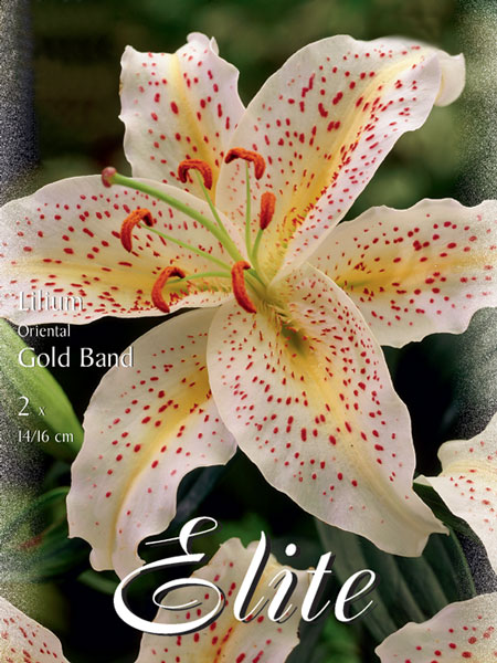 Orientalische Lilien-Hybride 'Goldband' (Art.Nr. 597110)