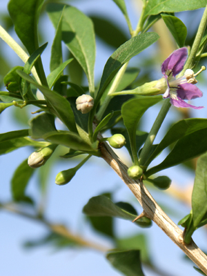 Goji-Beere 'Synthia' (Lycium barbarum Synthia)