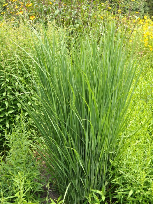 Panicum virgatum 'Northwind', Riesen-Ruten-Hirse, Zier-Hirse