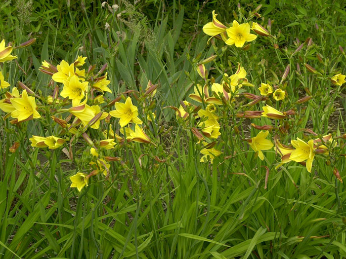 Hemerocallis x cultorum 'Lemon Bells', Garten-Taglilie