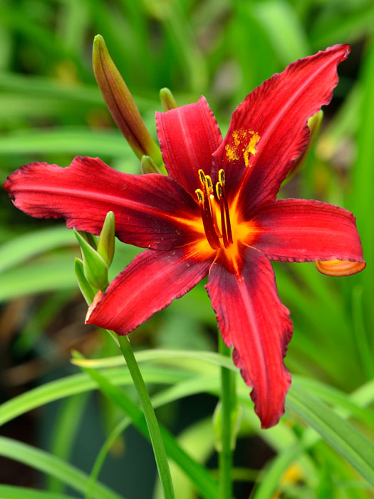 Hemerocallis x cultorum 'Crimson Pirate', Garten-Taglilie