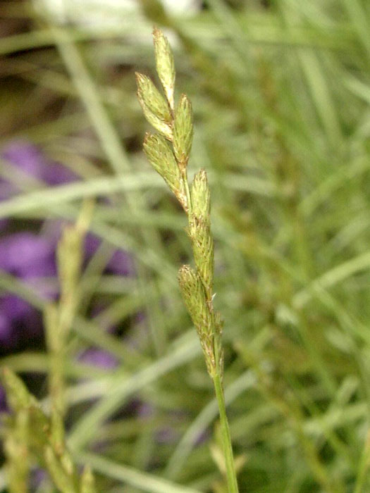 Carex muskingumensis (M), Palmwedel-Segge