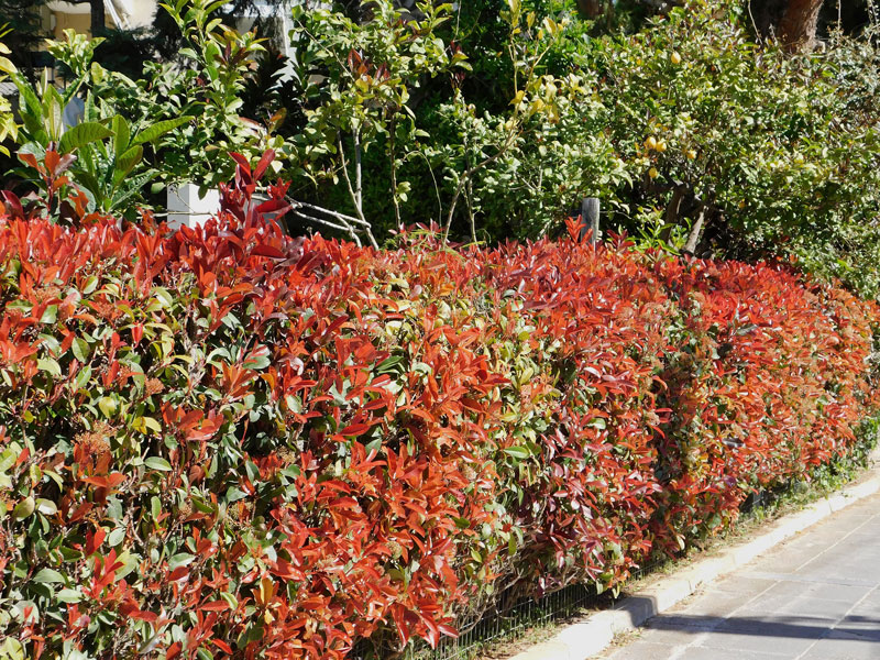 Photinia fraseri 'Red Robin', immergrüne rote Glanzmispel