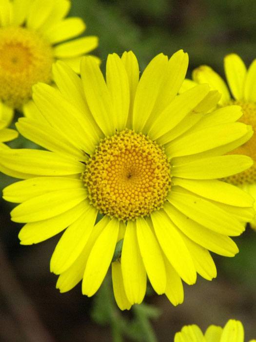 Färber-Kamille 'Kelway', Anthemis tinctoria, Färber-Hundskamille