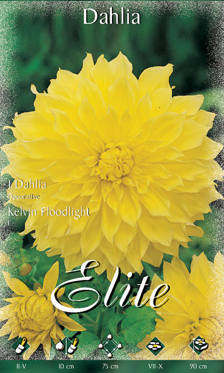 Schmuck-Dahlie 'Kelvin Floodlight', Dahlia (Art.Nr. 520156)