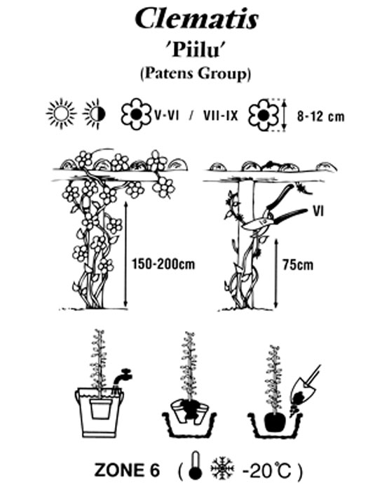 Pflanz- und Pflegeanleitung für die Clematis 'Piilu'