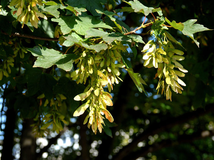 Acer pseudoplatanus, Bergahorn