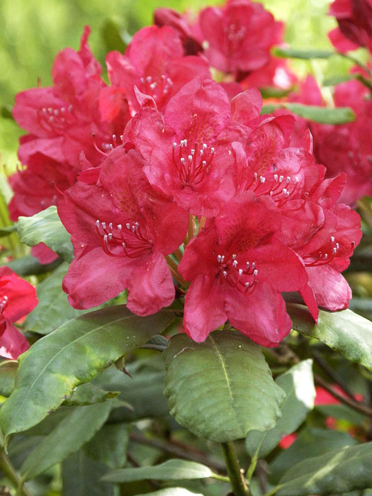 Rhododendron 'Hachmanns Feuerschein' INKARHO®