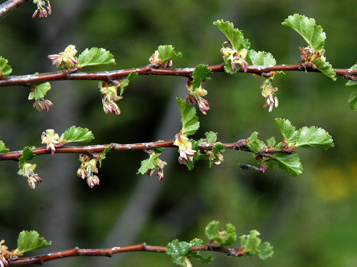 Nothofagus antarctica, Scheinbuche