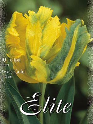 Papagei-Tulpe 'Texas Gold' (Art.Nr. 595578)