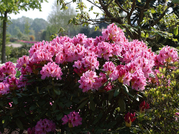 Rhododendron 'Cosmopolitan'